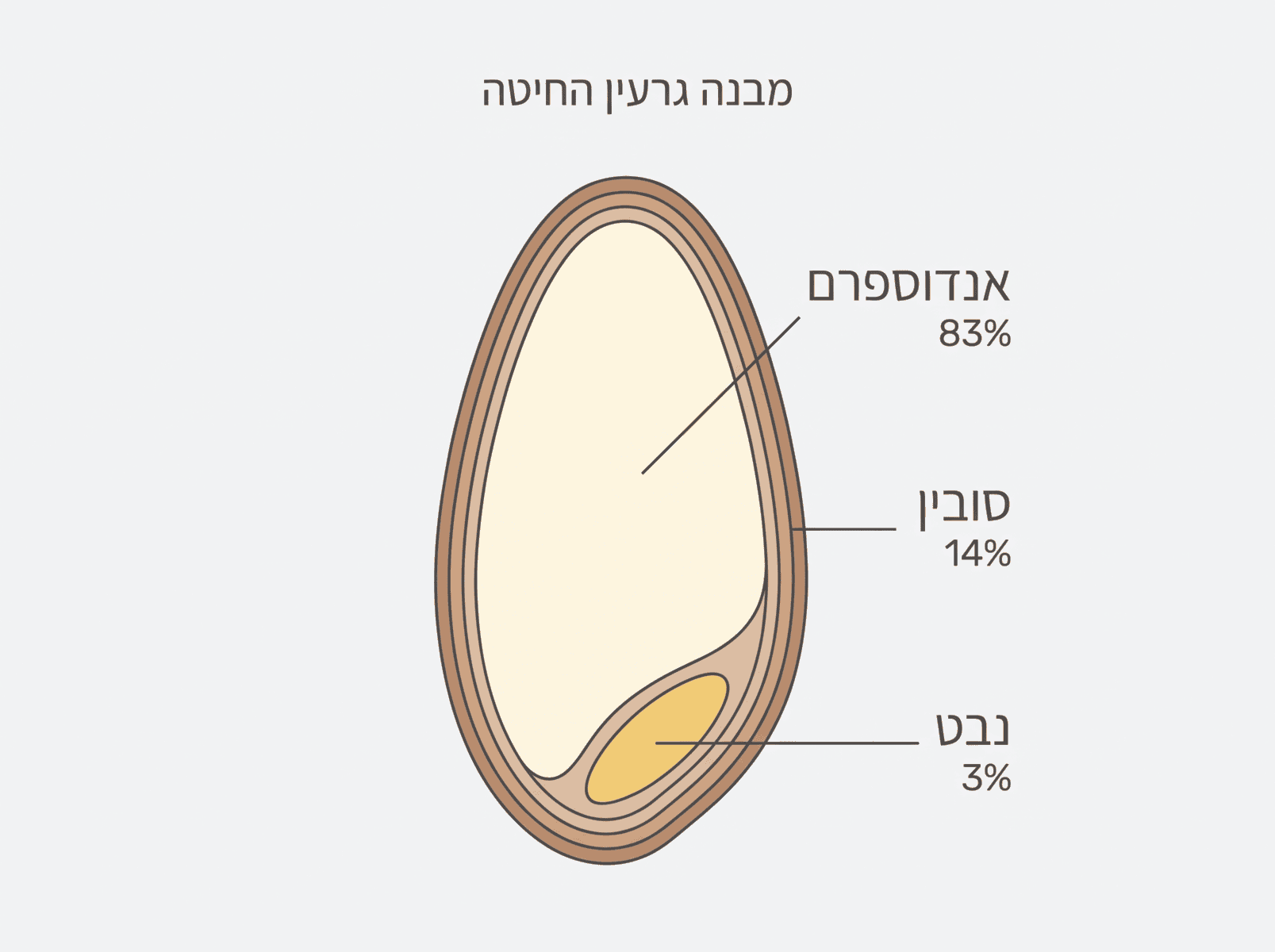 מבנה גרעין החיטה: אנדוספרם 83%, סובין 14%, נבט 3%